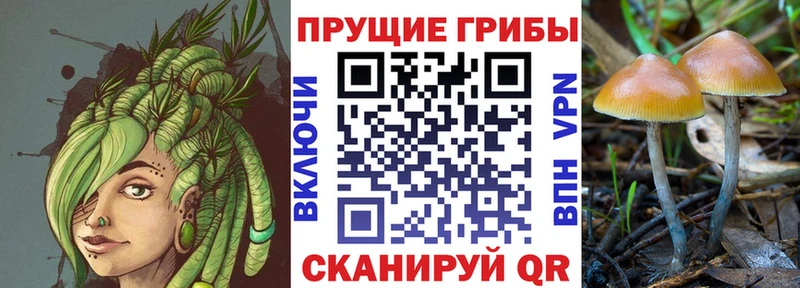 мориарти клад  Каменка  Псилоцибиновые грибы мицелий  купить   MEGA ссылки 